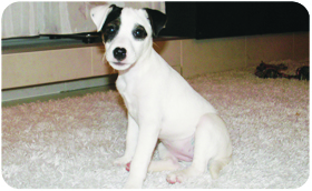 Parson Russell Terrier - Steniatko2